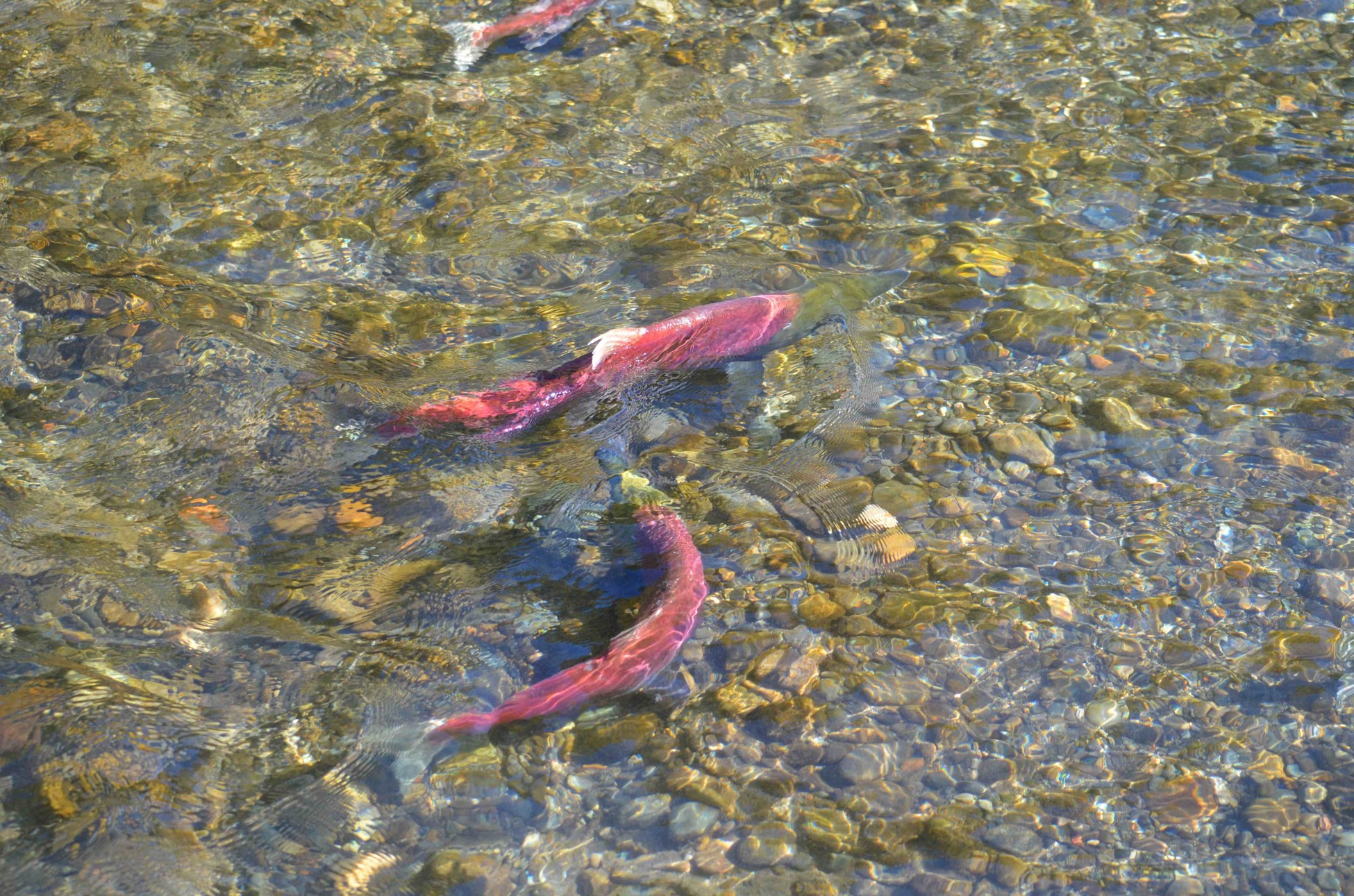  red coho salmon in the Cedar River.jpg