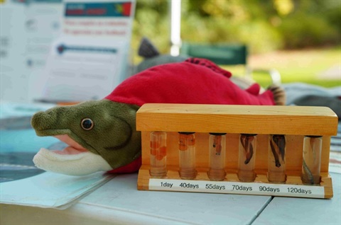 Stuffed animal salmon on a table with salmon at various stages of life in tubes small