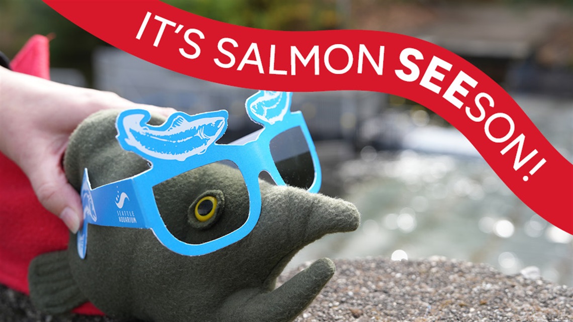 It's Salmon SEEson with a plush sockeye salmon wearing polarized glasses
