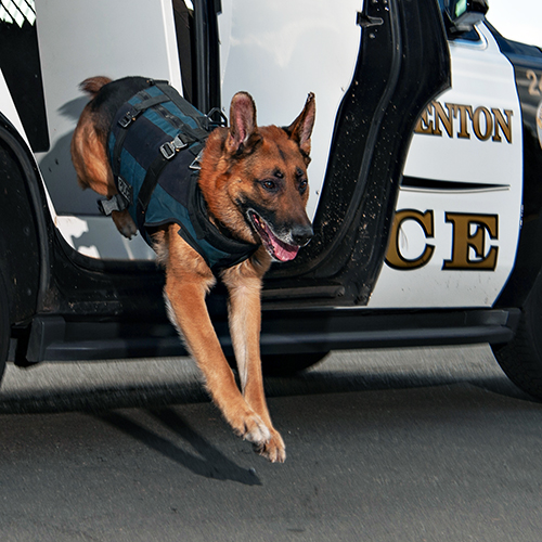 K-9_QL2.jpg