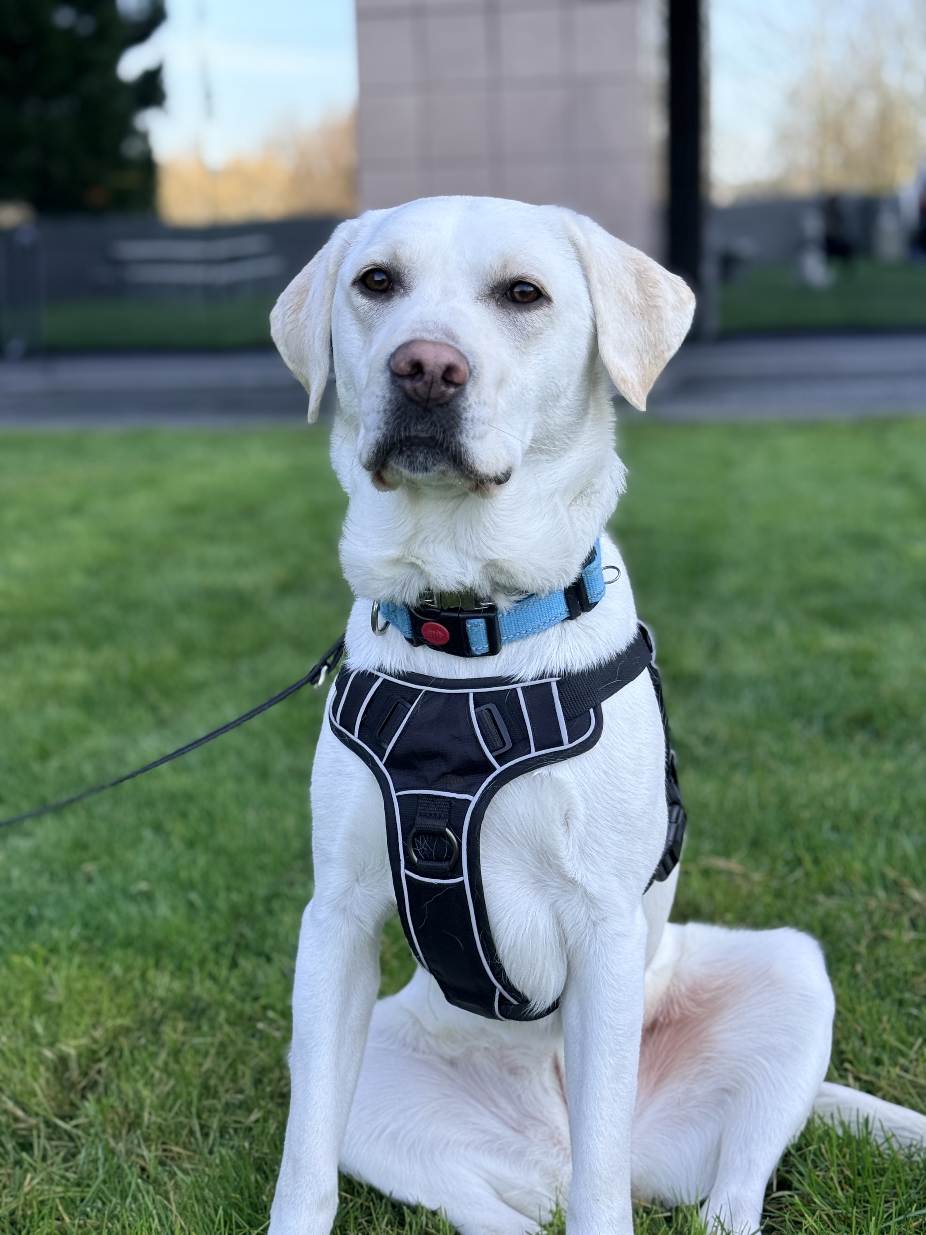 Oakley