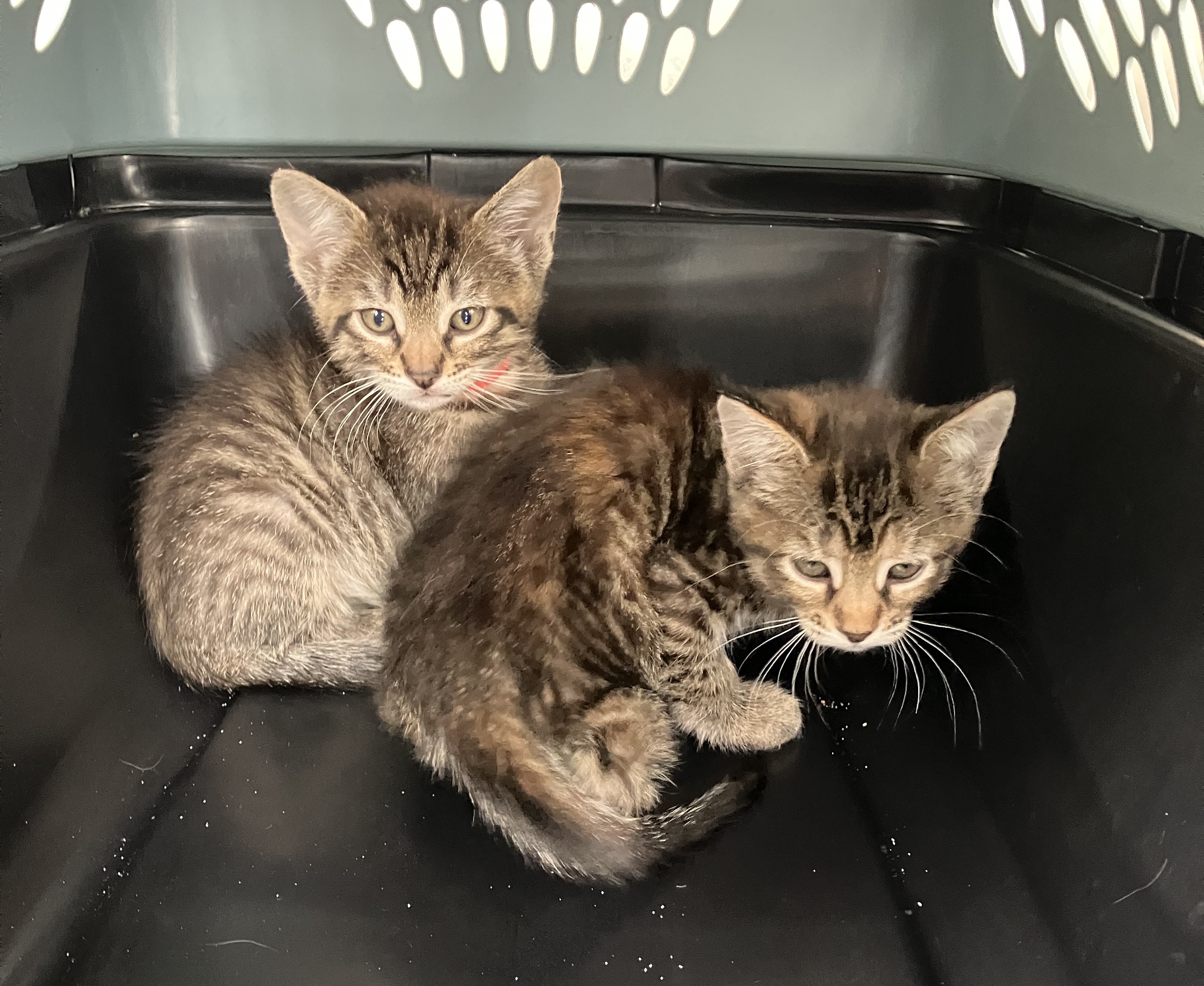 Kittens